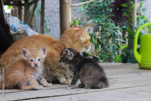 Close-up view of a yellow kitten with her family is looking at to the camera in the backyard © Jamaludinyusup