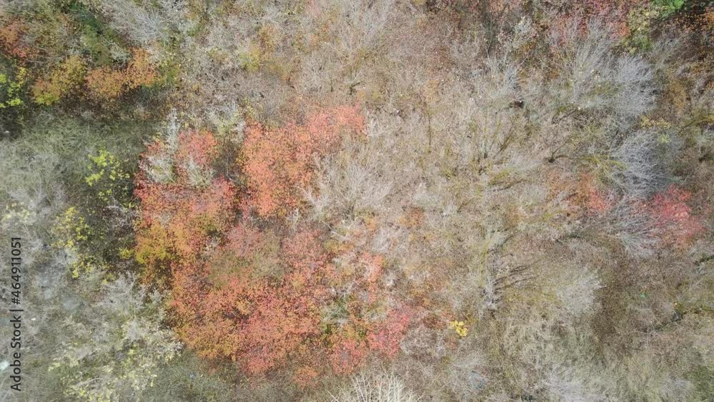 Aerial view of trees in autumn season. Bird's eye view of autumn forest in sunny weather. Aerial view of trees in autumn season. Bird's eye view of autumn forest in sunny weather.