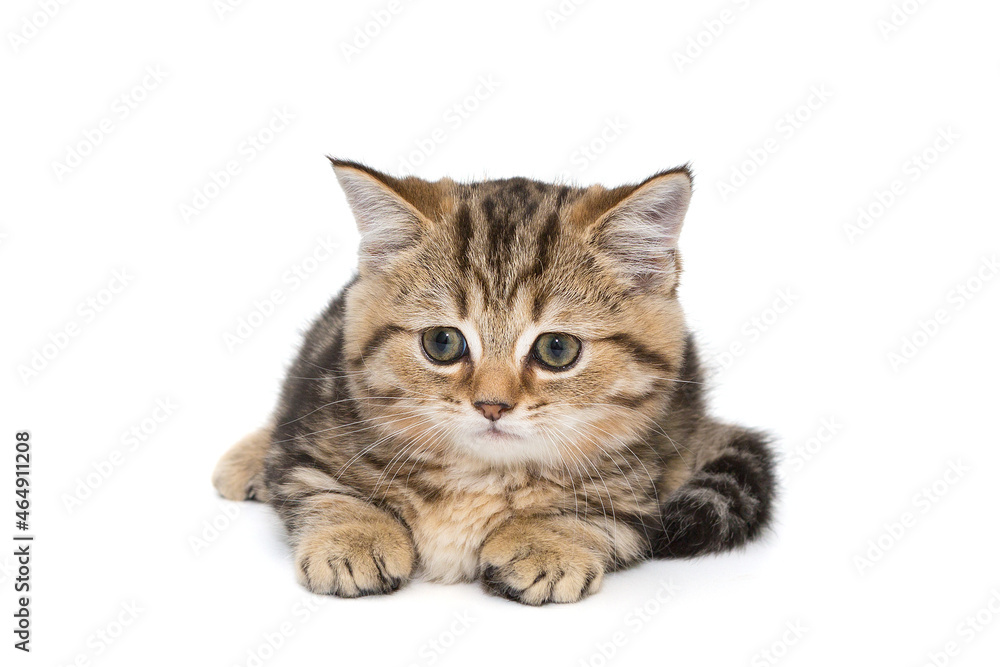 Portrait of a small Scottish kitten Portrait of a small Scottish kitten