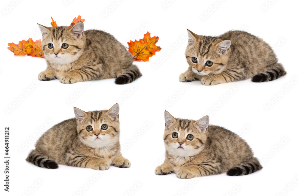 Small scottishfold kitten