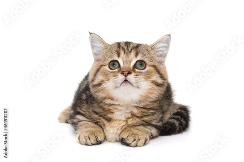 Portrait of a small Scottish kitten