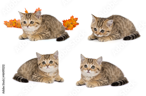 Fototapeta Naklejka Na Ścianę i Meble -  Small scottishfold kitten
