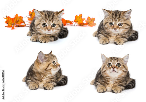 Fototapeta Naklejka Na Ścianę i Meble -  Small scottishfold kitten