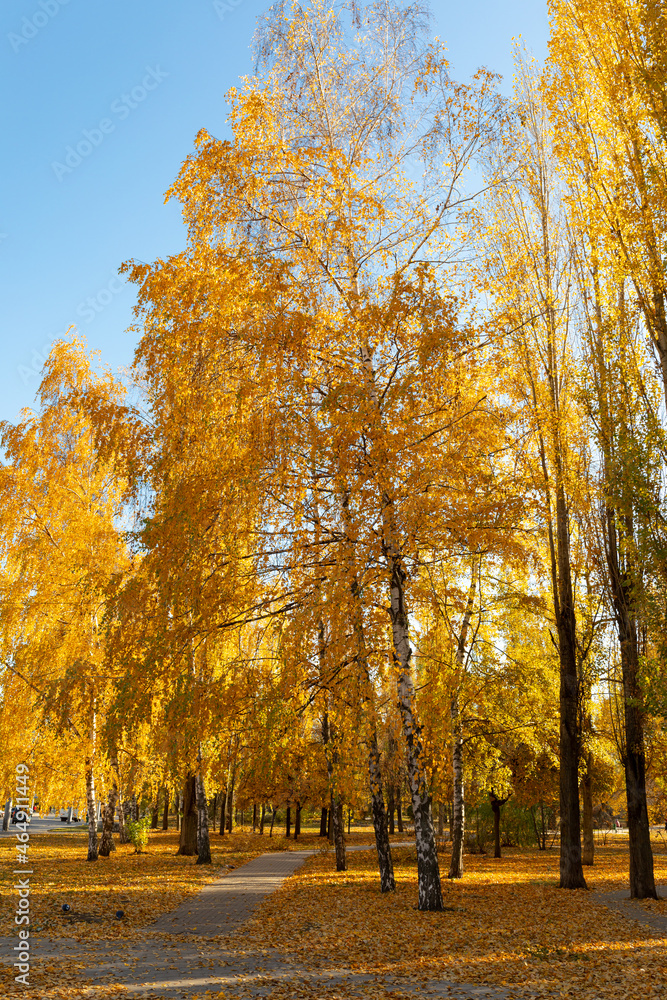Yellow birches in autumn park at sunset. Fall season