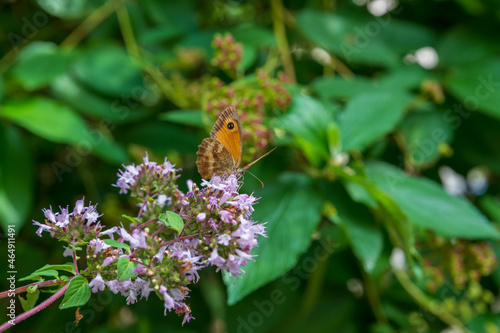 The Gatekeeper butterfly on flower, also known as the Hedge Brown, is a golden and orange color butterfly. Pyronia Tithonus.