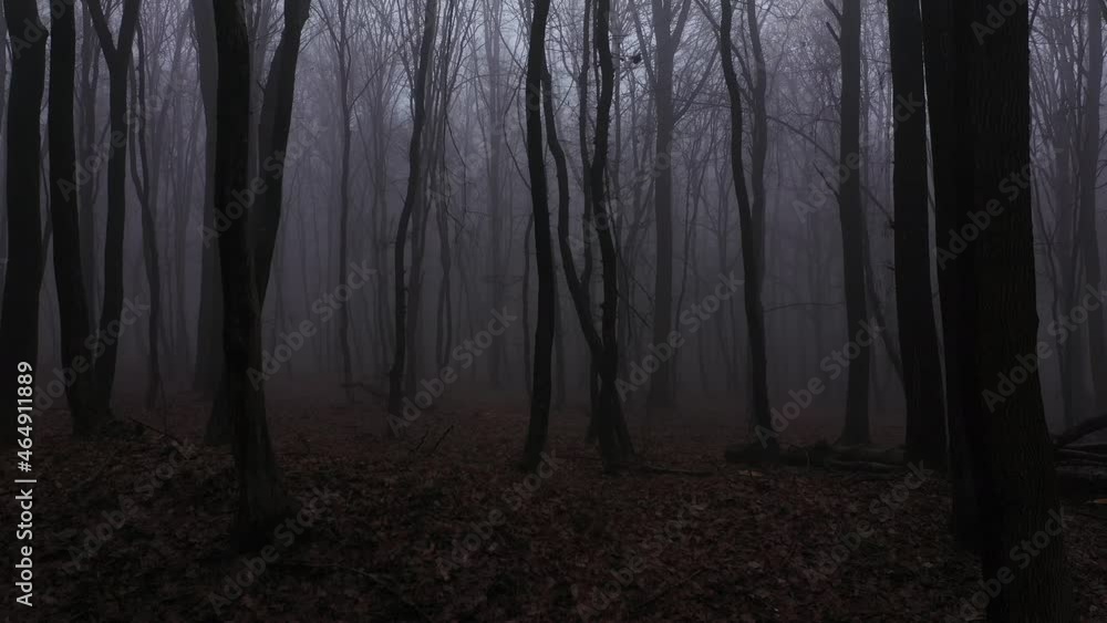 Walking in scary horror fog forest at the evening. First person aerial view.