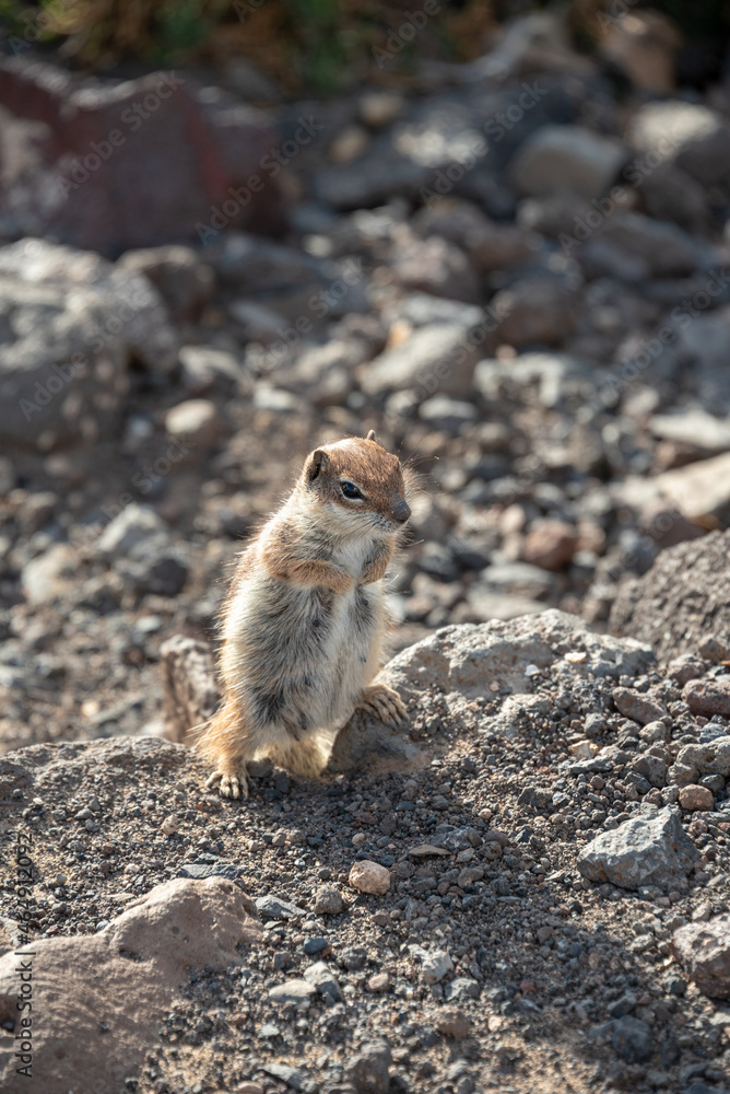 Barbary ground squirrel (Atlantoxerus getulus) in Fuerteventura, Canary Islands, Spain. Barbary ground squirrel (Atlantoxerus getulus) in Fuerteventura, Canary Islands, Spain.