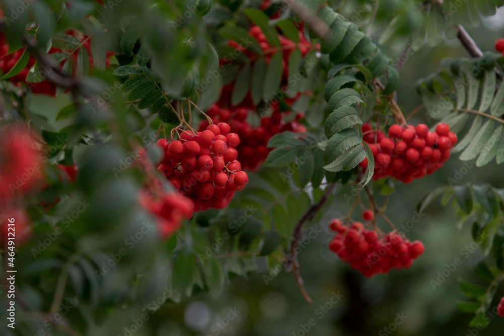Close-up view of red ripe fruits of Sorbus aucuparia (rowan or mountain-ash) tree hanging on branches among green leaves. Selective focus. Beauty in nature. Ornamental plant theme.
