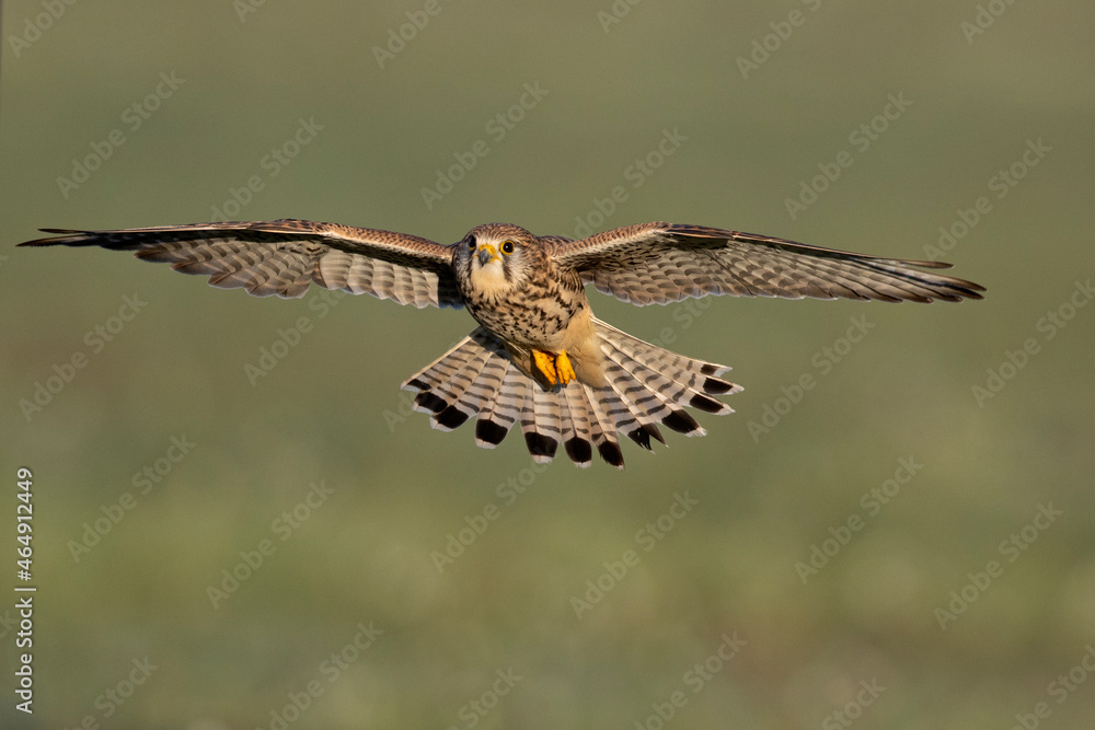 Obraz premium A common kestrel in flight Germany Berlin.