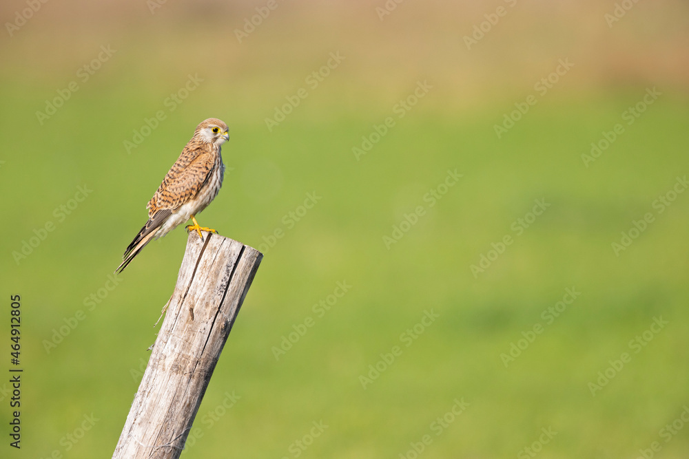 A common kestrel (Falco tinnunculus) perched on a wooden pole. A common kestrel (Falco tinnunculus) perched on a wooden pole.