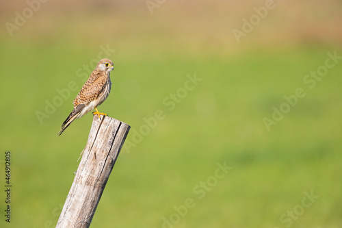 A common kestrel (Falco tinnunculus) perched on a wooden pole.