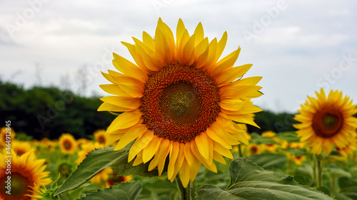 Feld of sunflowers