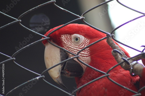 red macaw on a cage photo