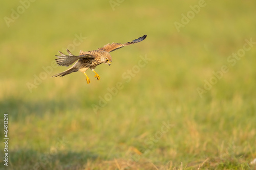 A common kestrel (Falco tinnunculus) flying low above the ground of a meadow. © Bouke