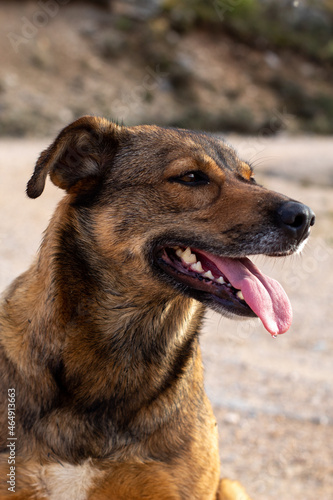 close-up of a brown tired sitting dog sticking out its tongue