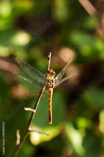 close up of a dragonfly © Sławomir Bodnar