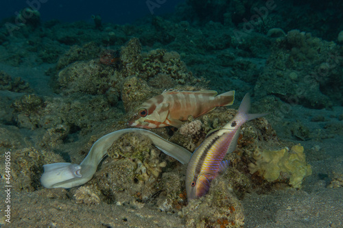 Moray eel Mooray lycodontis undulatus in the Red Sea, Eilat Israel 