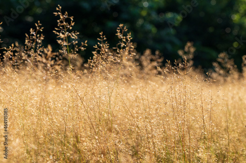 grass in the evening