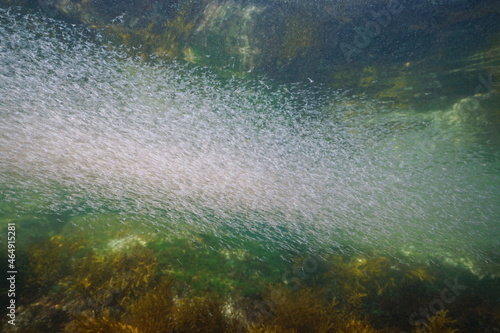 Krill swarm underwater in the ocean, Eastern Atlantic, Spain, Galicia
