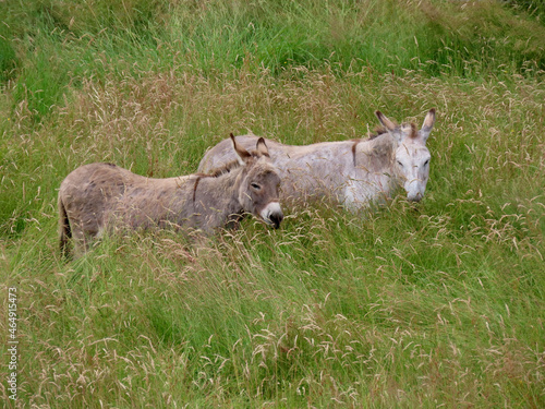 Fototapeta Naklejka Na Ścianę i Meble -  Donkeys in lush green pasture standing, grazing the tall grass up to their ears