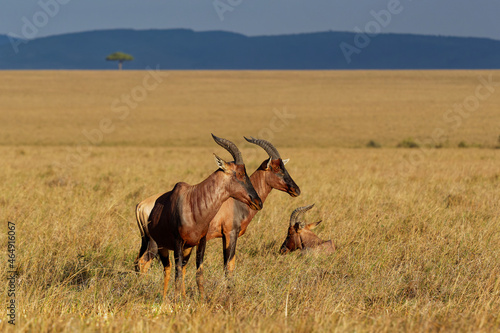 Coastal Topi - Damaliscus lunatus, highly social antelope, subspecies of common tsessebe, occur in Kenya, formerly found in Somalia, from reddish brown to black color, large savannah © phototrip.cz