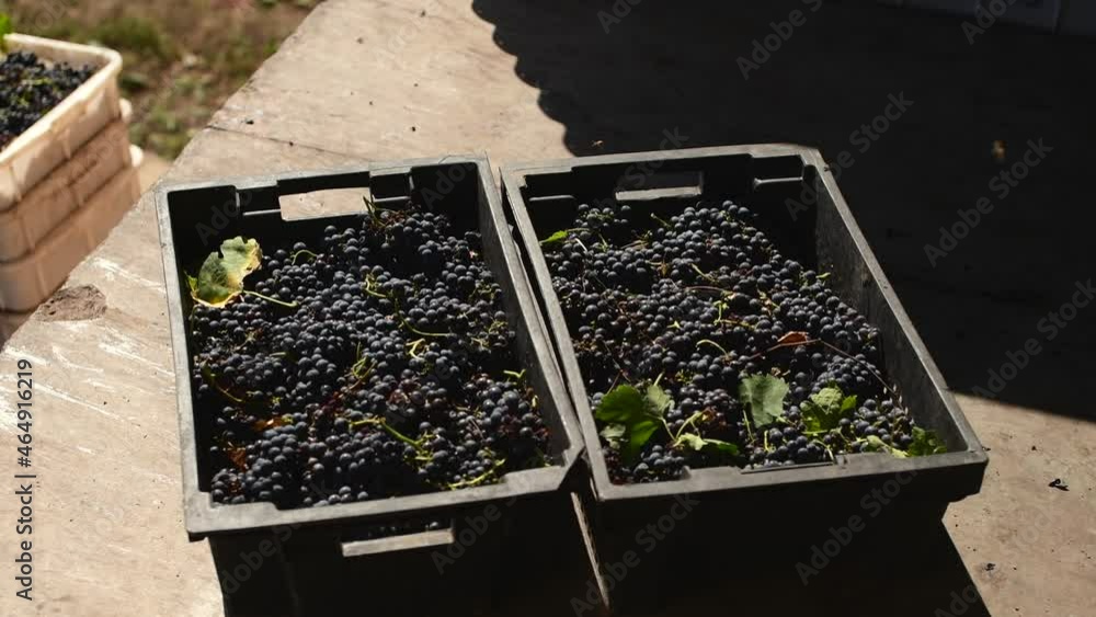 harvest of grape for red wine at wine factory, harvest of grape for red wine at wine factory,