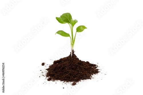 Young plant in pile of soil or ground isolated on a white background. Growth, new life concept