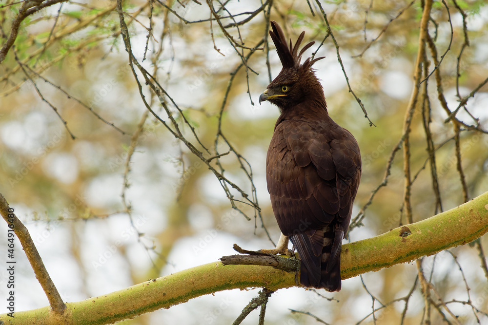 Long-crested eagle - Lophaetus occipitalis African bird of prey in family Accipitridae, dark brown bird with long shaggy crest sitting on the branch, forest edges and moist woodland near to grassland Long-crested eagle - Lophaetus occipitalis African bird of prey in family Accipitridae, dark brown bird with long shaggy crest sitting on the branch, forest edges and moist woodland near to grassland