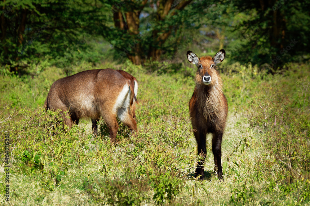 Fototapeta premium Defassa Waterbuck - Kobus ellipsiprymnus defassa large antelope found in sub-Saharan Africa, family Bovidae, subspecies defassa in lake Nakuru national park in Kenya