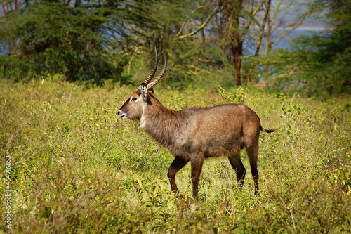 Defassa Waterbuck - Kobus ellipsiprymnus defassa large antelope found in sub-Saharan Africa, family Bovidae, subspecies defassa in lake Nakuru national park in Kenya photo
