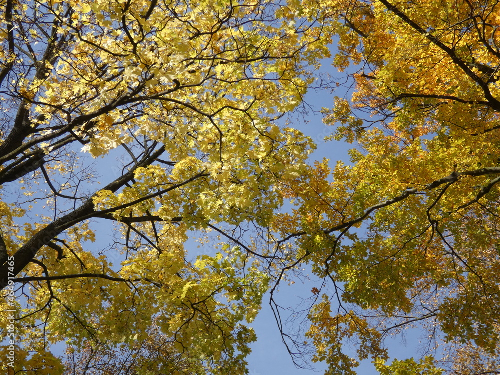 Fototapeta premium autumn leaves against sky