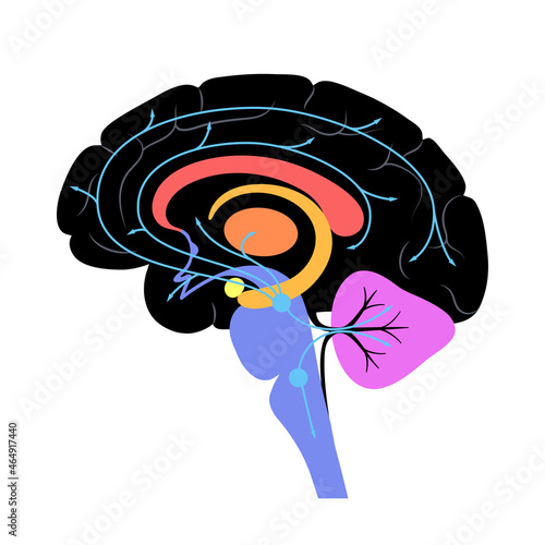 Serotonin pathway in brain
