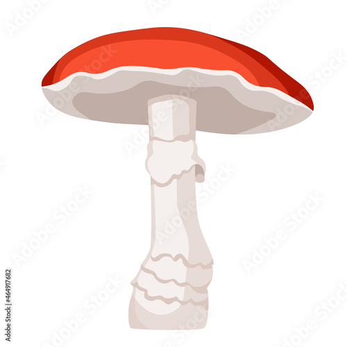 Mushroom Fly Agaric, Amanita Toxic Forest Plant With Red Cap Isolated on White Background. Autumn Season Plant