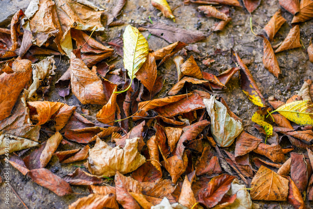 Dry autumn leaves on wet ground. Autumn time, cleaning the garden Dry autumn leaves on wet ground. Autumn time, cleaning the garden