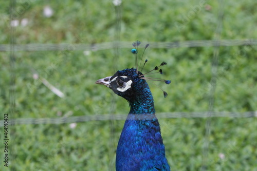 portrait of a peacock