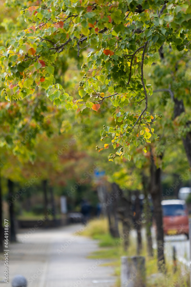 Naklejka premium 公園通りの秋