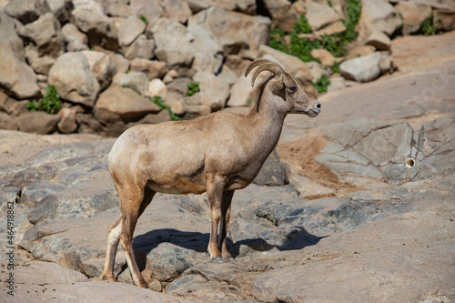 bighorn sheep