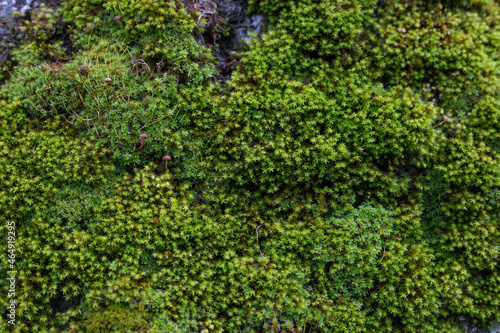 green moss with mushrooms on the stone wall