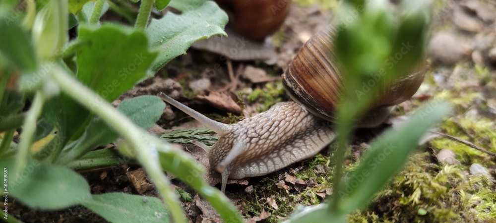 lizard in the grass lizard in the grass