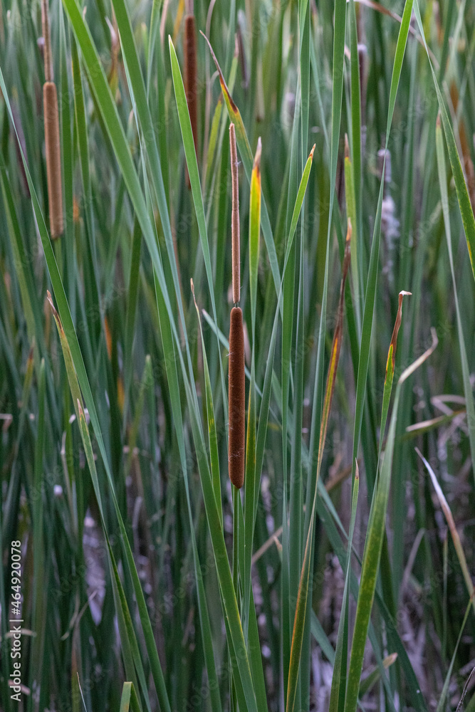 Obraz premium cattail in the wild
