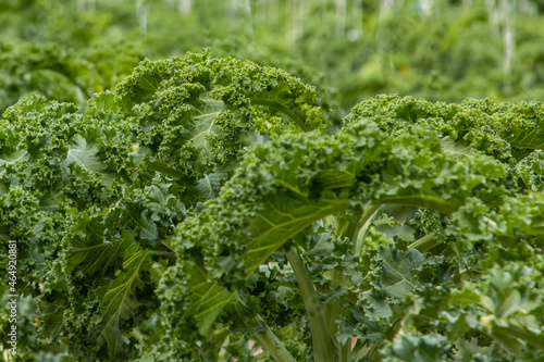Kale is a healthy winter vegetable
