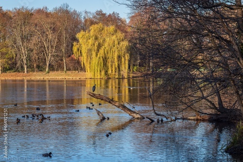 autumn landscape with lake