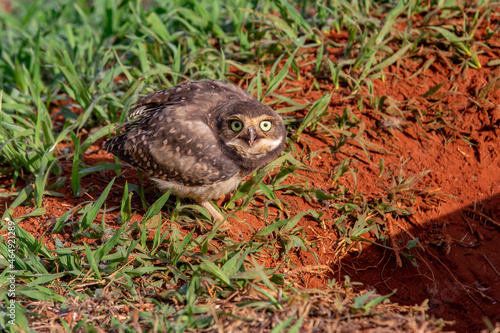 Burrowing owl cub at the entrance to the hole in the dirt floor with a menacing physiognomy