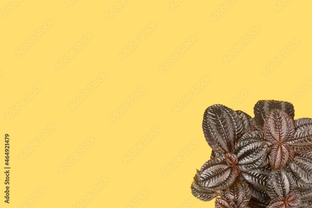 Top view of small green plant Pilea on yellow background with copy space. Home plant concept flat lay. texture of flower leaves Top view of small green plant Pilea on yellow background with copy space. Home plant concept flat lay. texture of flower leaves