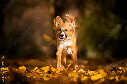 Biegnący pies w jesiennych liściach  © nitka_zaplatana