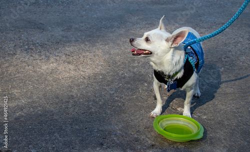 Slika na platnu A bright-eyed Chihuahua in a costume stands on pavement next to a colorful colla