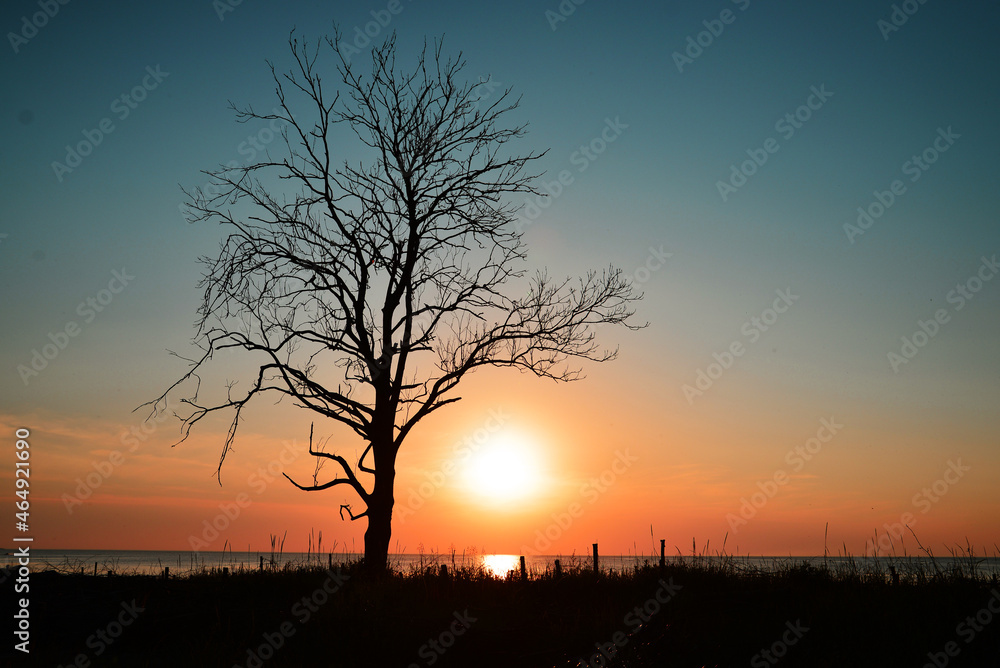 Tree at sunset. Baltic Sea