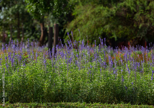 Lavender flowers in selective focus and with background depth blur.
