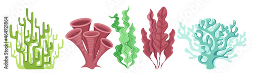 Cartoon Ocean Plants, Coral Reef or Underwater Seaweeds. Aquarium and Undersea Algae, Wracks, Laminaria, Kelp Sea Weeds