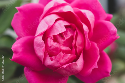 Close up on unfurling pink flower